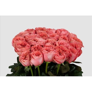 Rosa ec candy xpression