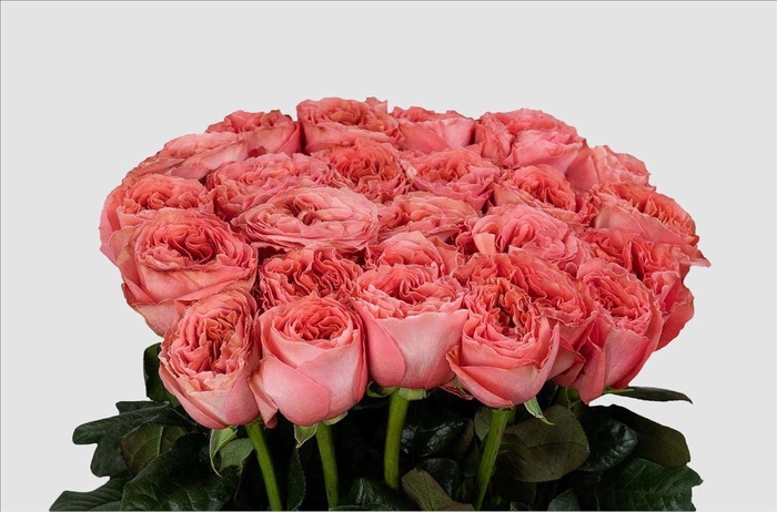 <h4>Rosa ec candy xpression</h4>