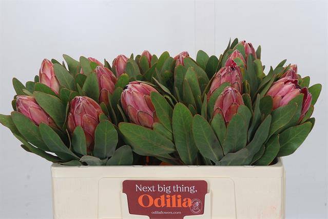 <h4>PROTEA SYLVIA</h4>