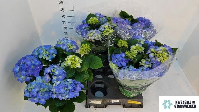 <h4>HYDR M EARLY BLUE</h4>