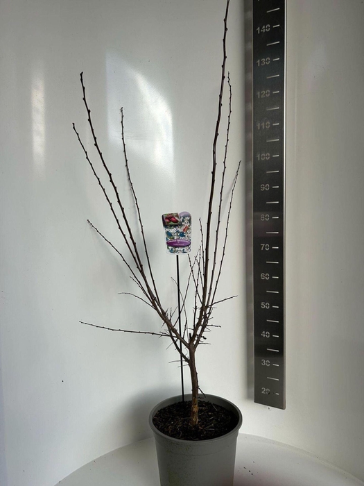 Prunus bladverliezend cerasifera