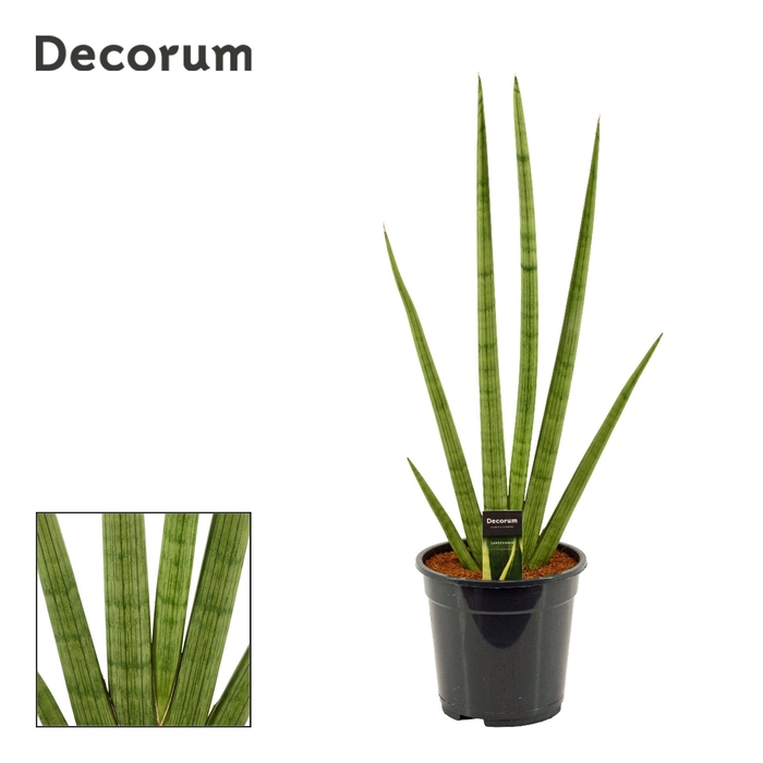<h4>Sansevieria Handshake 21 cm (Decorum)</h4>
