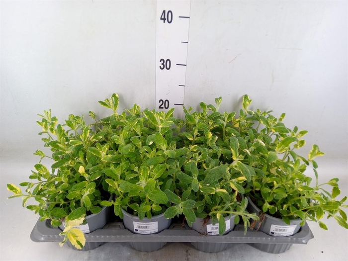 <h4>Mentha piperita</h4>