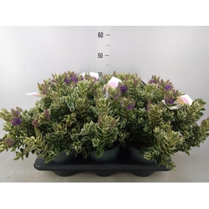 Hebe  'Katrina'