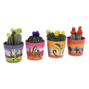 Cactus disco 8,5 cm in mexico sierpot