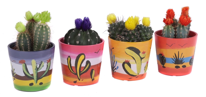 <h4>Cactus disco 8,5 cm in mexico sierpot</h4>