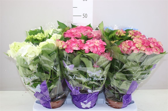 <h4>Hydrangea Gemengd 5-7</h4>