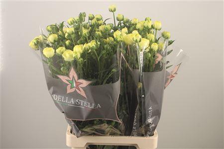 <h4>Ran N Moderna Limon</h4>