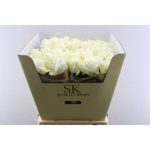 R Gr Avalanche+ L70 (sk)