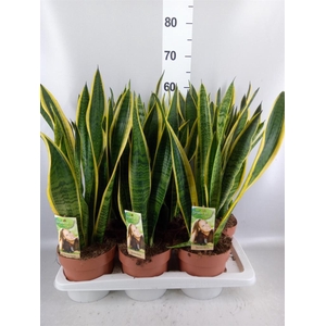Sansevieria trifa. 'Laurentii'
