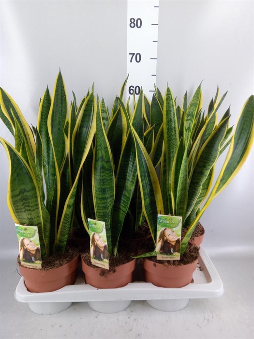 <h4>Sansevieria trifa. 'Laurentii'</h4>