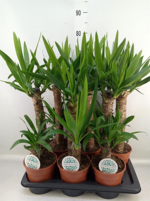 <h4>Yucca   ...</h4>