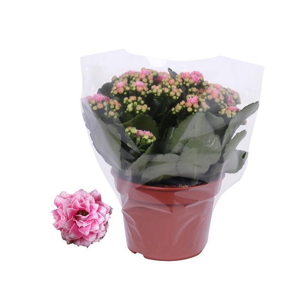 <h4>Kalanchoe Rosalina 15cm Don Alano wit/roze, Blanco hoes</h4>