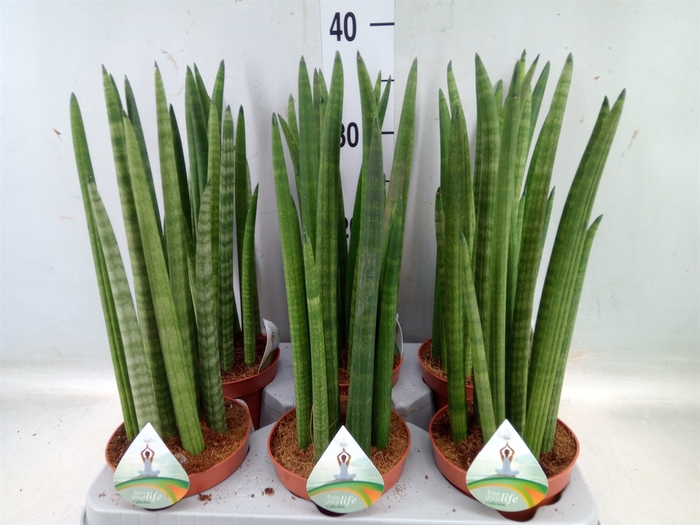 <h4>Sansevieria cyl.  ...</h4>