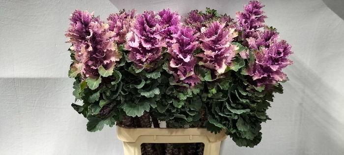 <h4>BRASS EMPIRE KSENIA</h4>