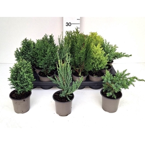 THUJA OV