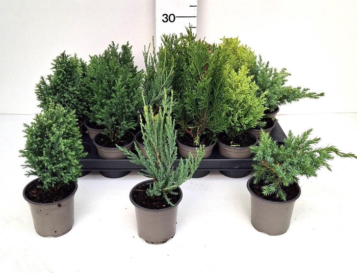 <h4>THUJA OV</h4>