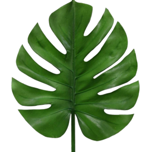 FOLHAGEM MONSTERA DELICIOSA 020 CM