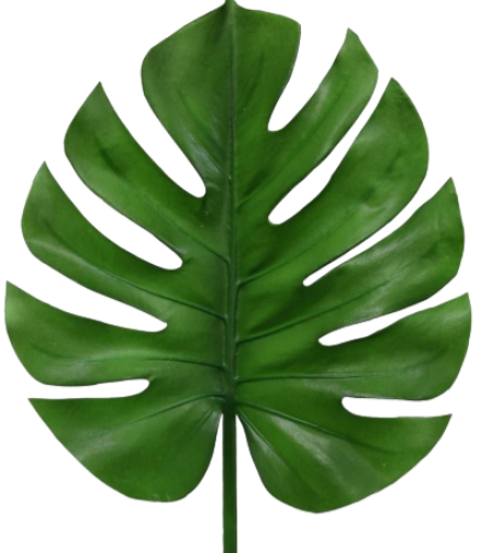 <h4>FOLHAGEM MONSTERA DELICIOSA 020 CM</h4>