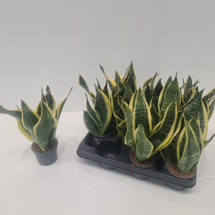 <h4>SANSEV FUTURA SUPERB</h4>