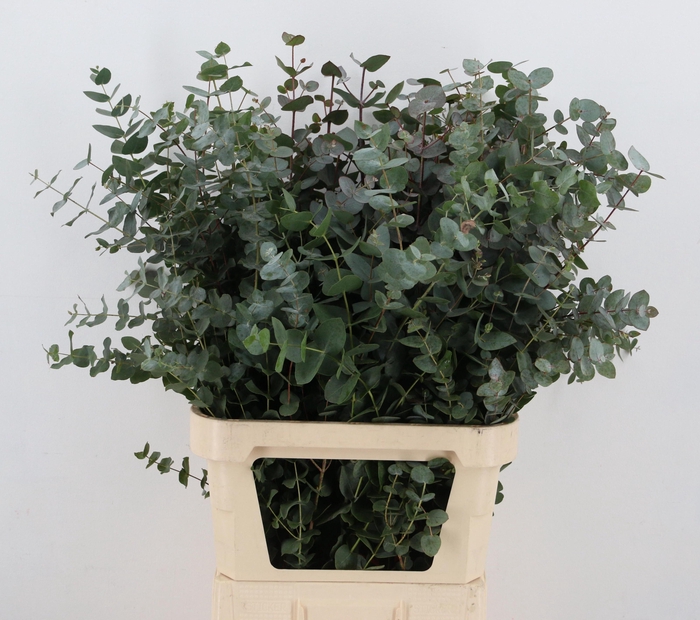 <h4>EUCA CINEREA</h4>