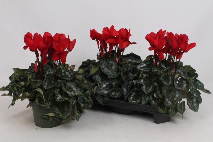 <h4>CYCL GR HALIOS</h4>