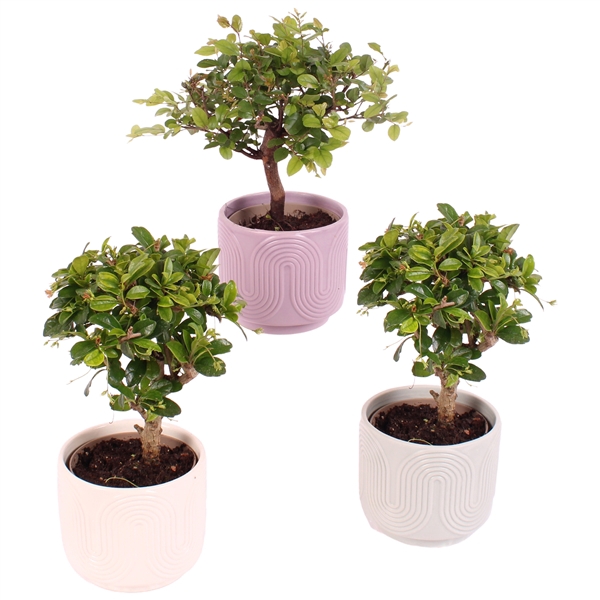 <h4>Bonsai Indoor Mix Ø 9cm Ball Shape in Ø11cm Ceramic SE571</h4>