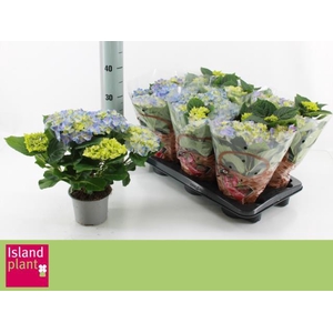 HYDR M EARLY BLUE