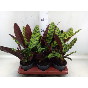 Calathea lancifolia