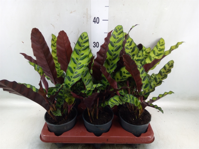 <h4>Calathea lancifolia</h4>