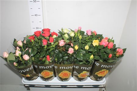 <h4>Ro B Monde Gem 6 Srt</h4>