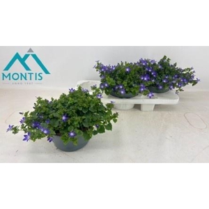 CAMP POS ADANSA PURP