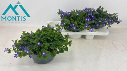 <h4>CAMP POS ADANSA PURP</h4>