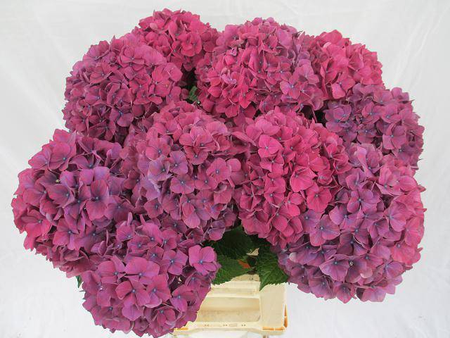 <h4>HYDR M PURPLE HAZE</h4>