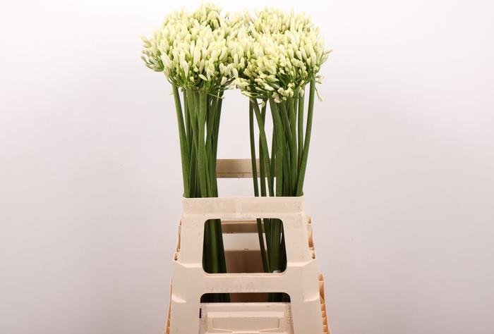 Agapanthus Gletsjer Kenia Marginpar