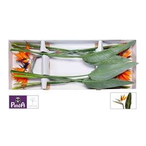 Strelitzia Orange 20 cm X12 Panda