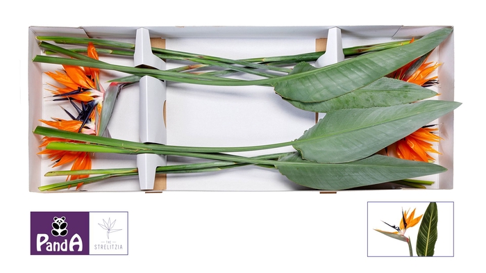 <h4>Strelitzia Orange 20 cm X12 Panda</h4>