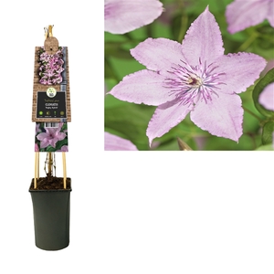 Clematis 'Hagley Hybrid' +3.0 label