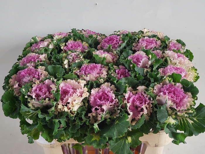 <h4>BRASS CRANE RU ROSE</h4>