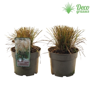 Miscanthus sinensis 'Cute One'®