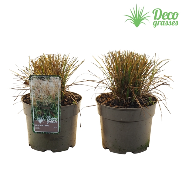 <h4>Miscanthus sinensis 'Cute One'®</h4>