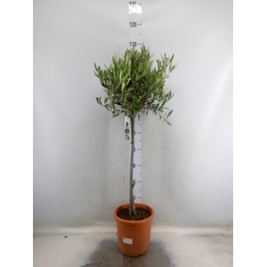 Olea europaea