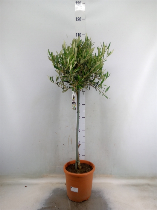 <h4>Olea europaea</h4>
