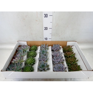 Echeveria   ...mix
