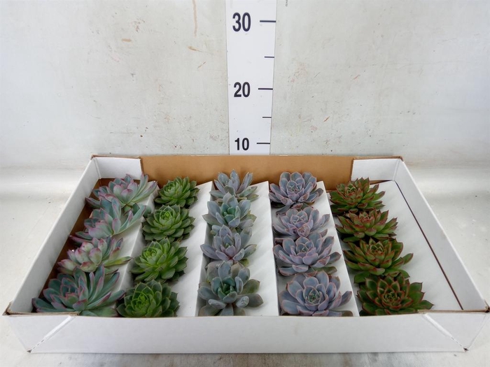 <h4>Echeveria   ...mix</h4>