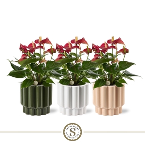 Monza Keramiek Livium