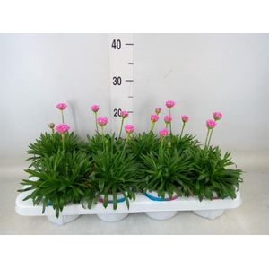 Armeria pseud. 'Dreameria Daydream'