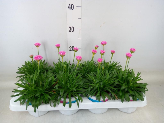 <h4>Armeria pseud. 'Dreameria Daydream'</h4>