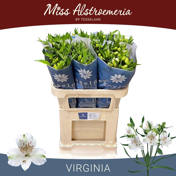 <h4>ALSTR VIRGINIA</h4>