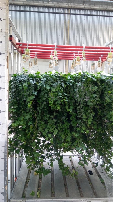 <h4>Hedera helix 'Wonder'</h4>